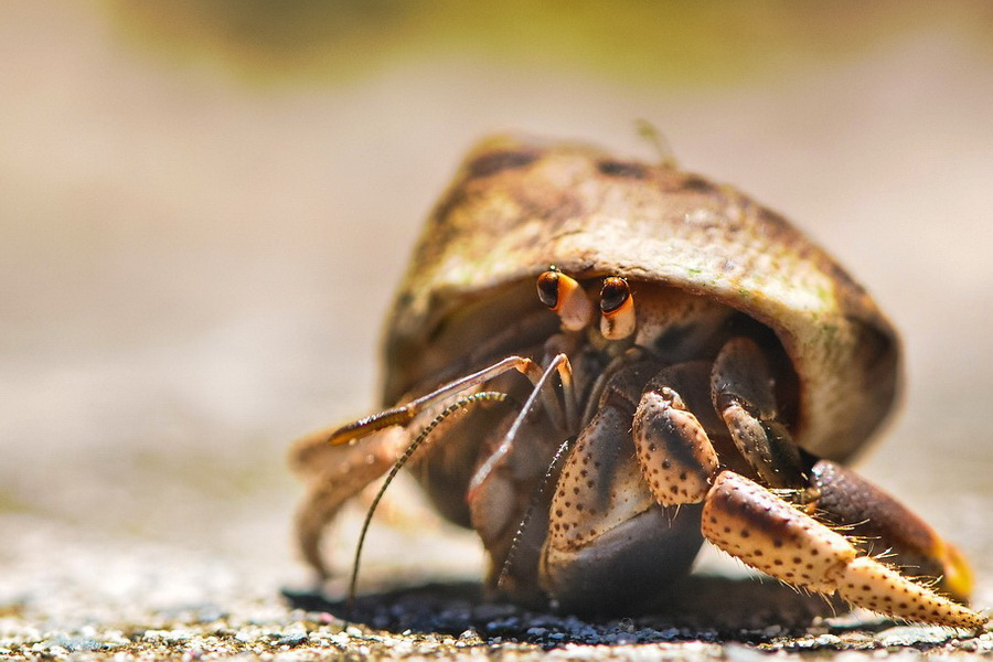 brown hermit crab with black speckles on grainy sand with blurred background